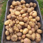 Potatos