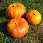 Pumpkins
