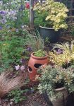 Pots by the front door