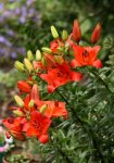 Tiger Lilies
