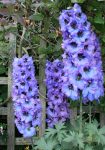 Delphiniums