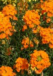 Wallflowers