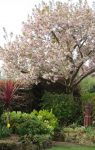 Not normally in flower for open gardens but a very good year for Cherry blossom.