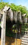 The late flowering white Wisteria.