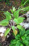 Proof that Digitalis will self-seed anywhere.
