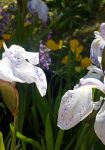 Irises