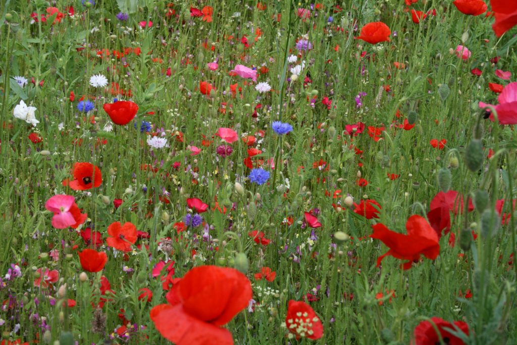 Wild Flowers